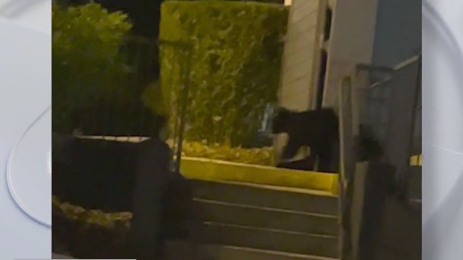 Bears walking around Mount Dora apartment complex