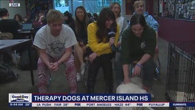 Therapy dogs at Mercer Island HS