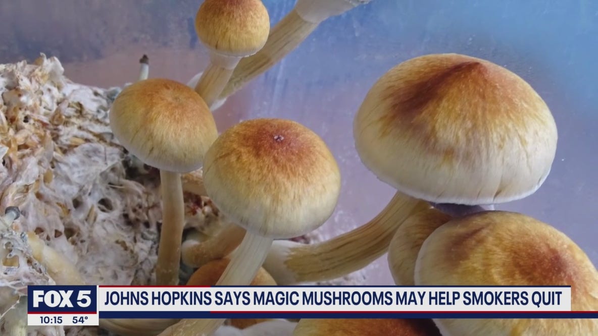 Johns Hopkins says magic mushrooms may help smokers quit