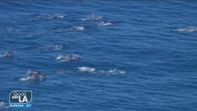 Dolphin pod spotted in Laguna Beach