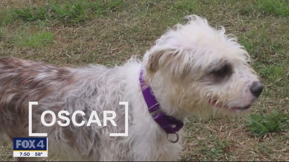 Dog of the Day: Oscar