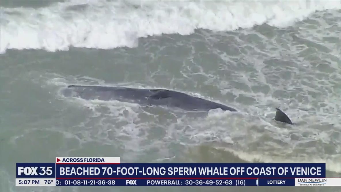 Sperm whale stranded off Florida coast