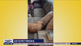 Liz's Pet Tricks for Tuesday, May 9