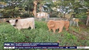 Fluffy cows at Happy Meadows Farm
