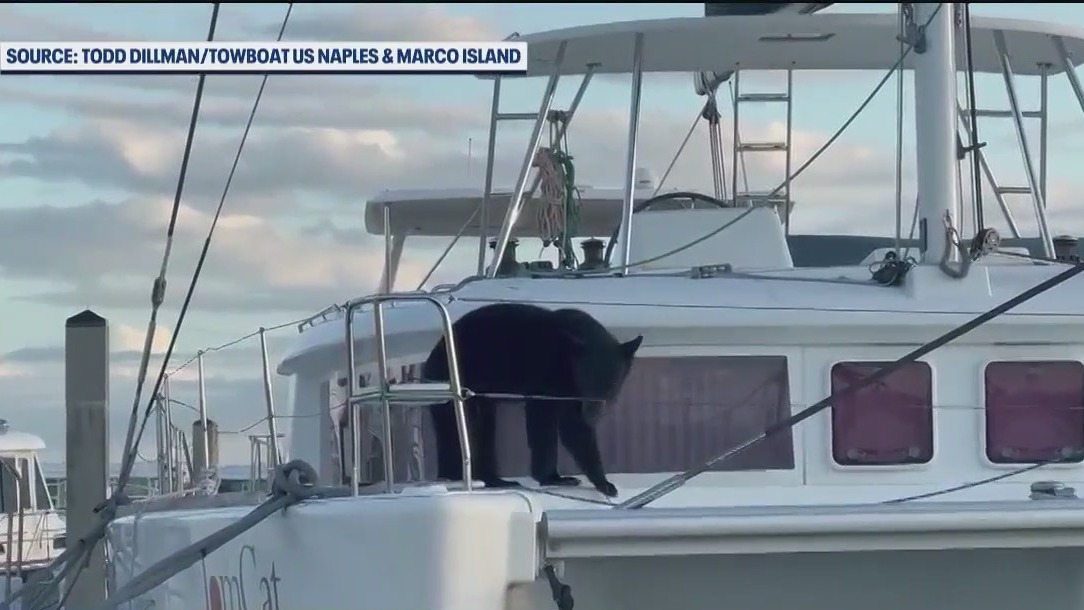 Bear spotted on sailboat in Florida