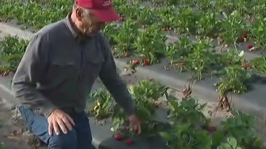 Central Florida strawberry farmers protecting crops from Florida freeze