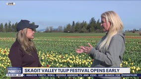 Skagit Valley Tulip Festival opens early