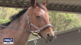 Cool School: Equestrian education for kids in Mill Valley