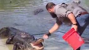 'Gator whisperer' talks alligator safety