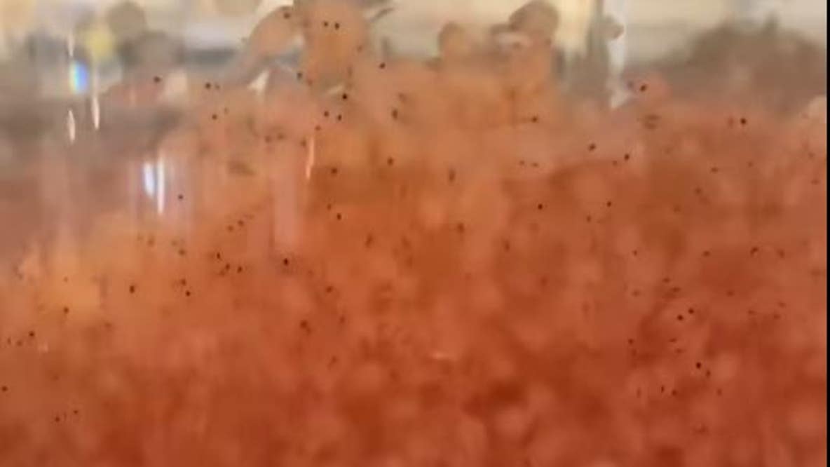 Lava lamp? No, they're actually catfish eggs
