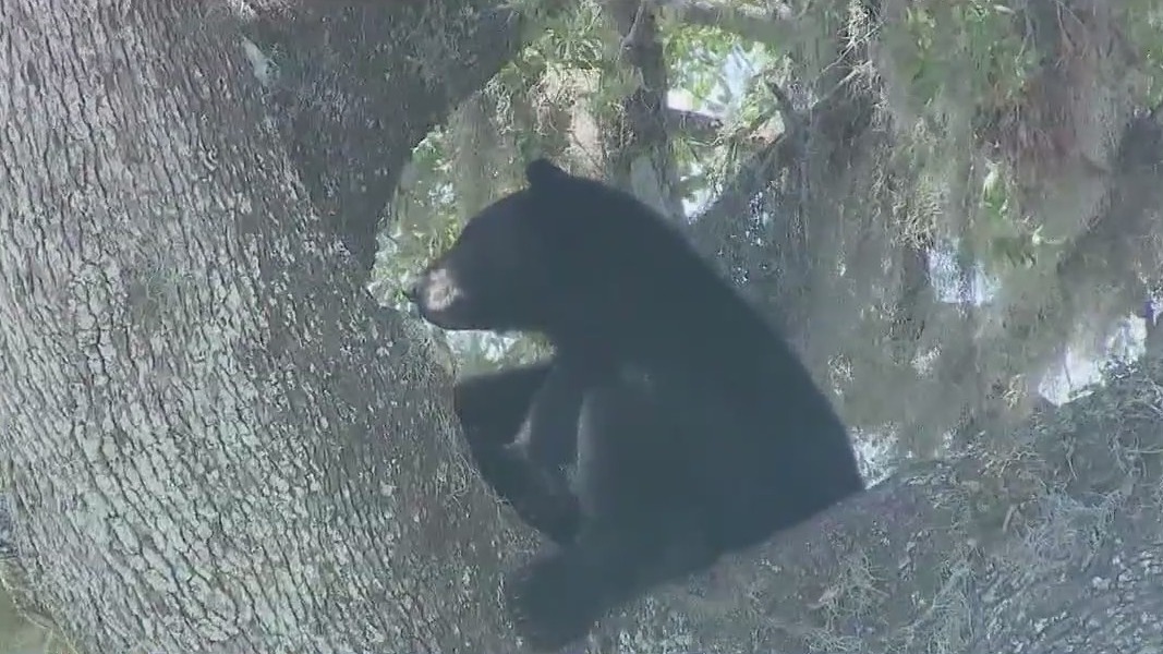 Concerns grow as Florida considers bear hunt