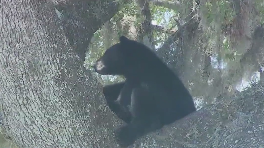 Concerns grow as Florida considers bear hunt