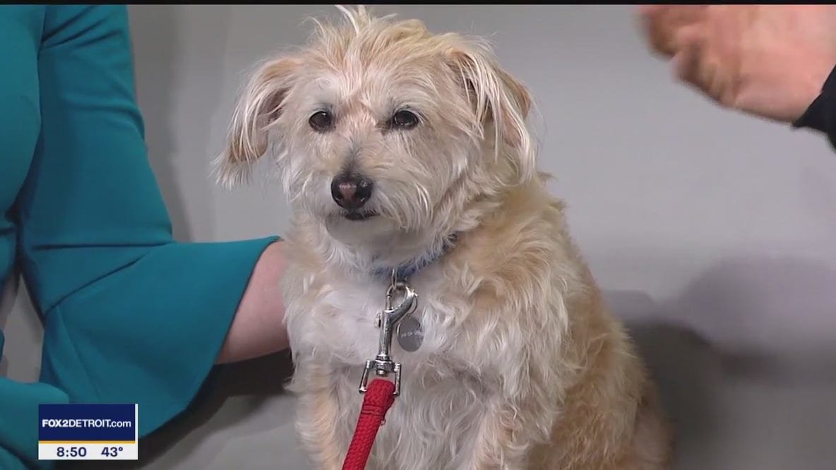 Come Meet Your Best Friend at a Special Pet Adoption Event
