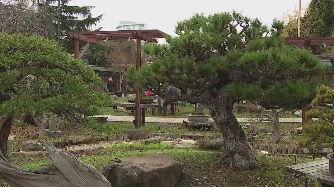 Rare and valuable bonsai trees stolen from Oakland public garden