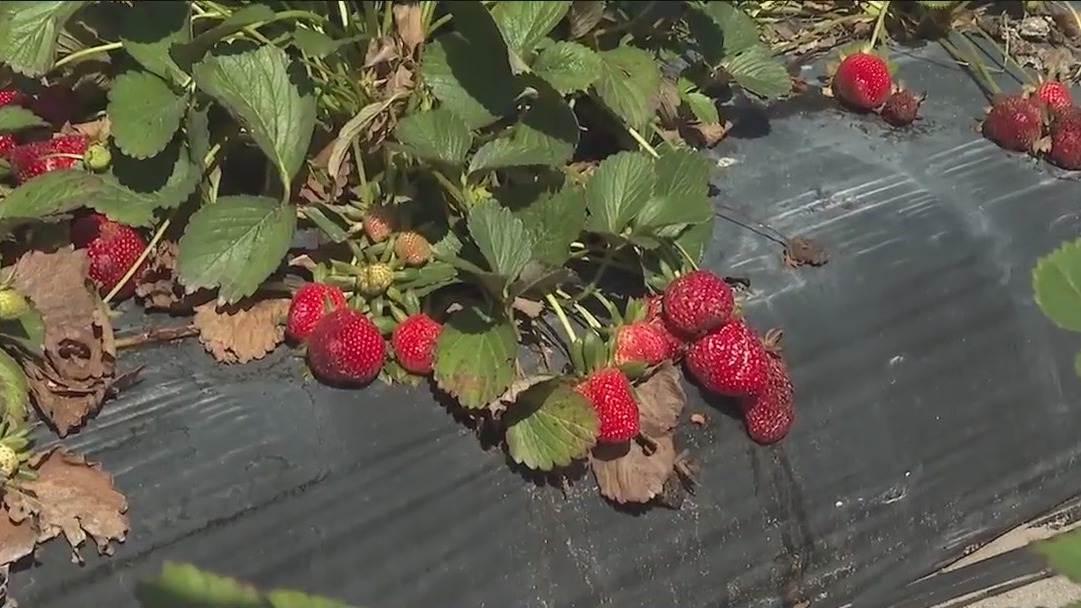 Strawberry picking comes to end at Oak Haven Farms