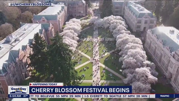 Cherry Blossom festival begins at University of Washington