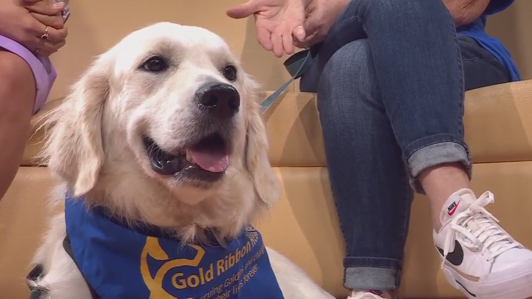 Pet of the Week: Bailey from Gold Ribbon Rescue