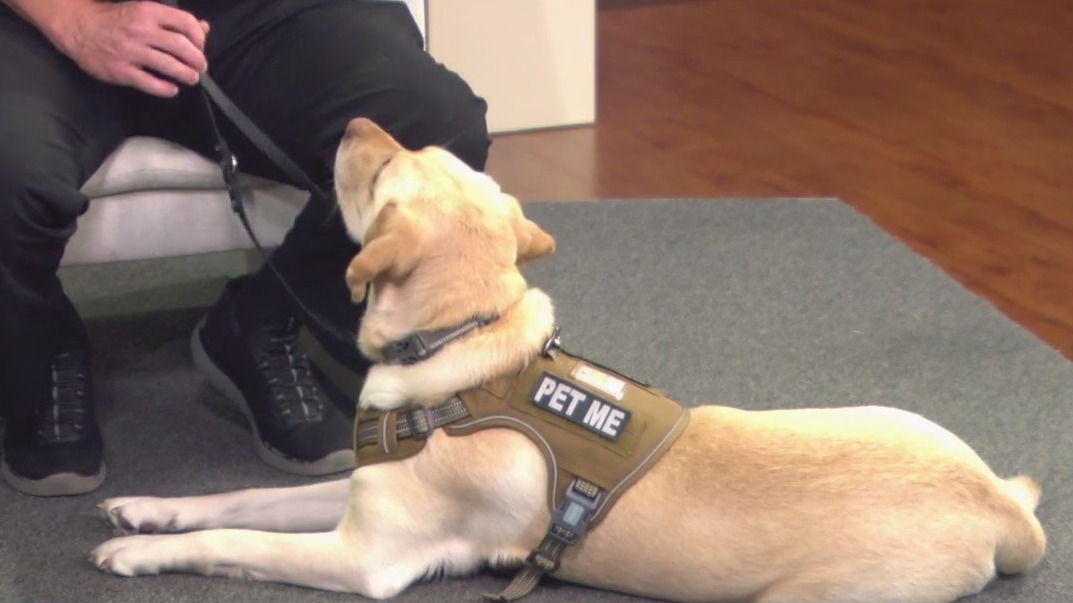 Manatee County K-9 Laura provides officer support