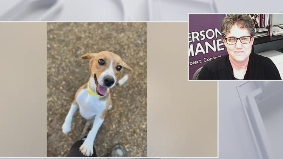 South Elgin's Anderson Humane takes part in Beagle rescue effort