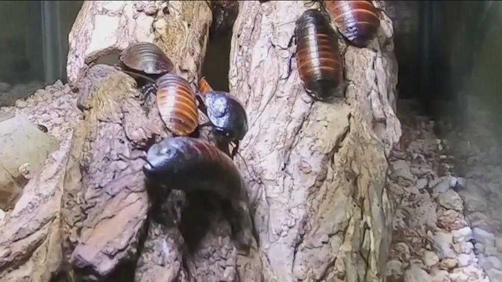 Brookfield Zoo brings back a tradition unlike any other --- naming cockroaches after your exes