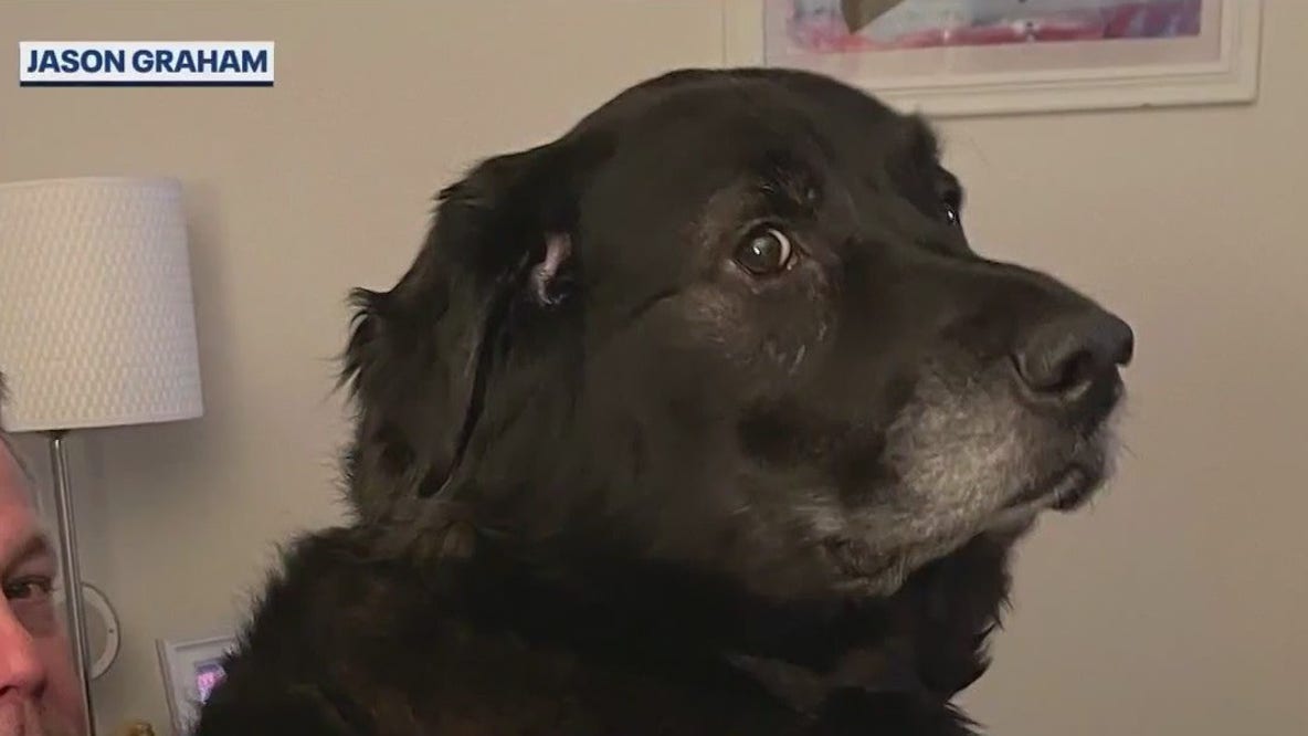 Dog flies from Alaska to Florida for cancer treatment