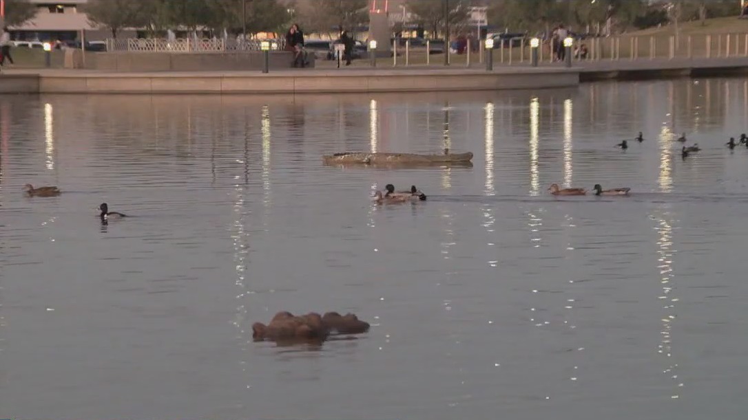 'Alligator' at Mesa park now joined by 'hippos'
