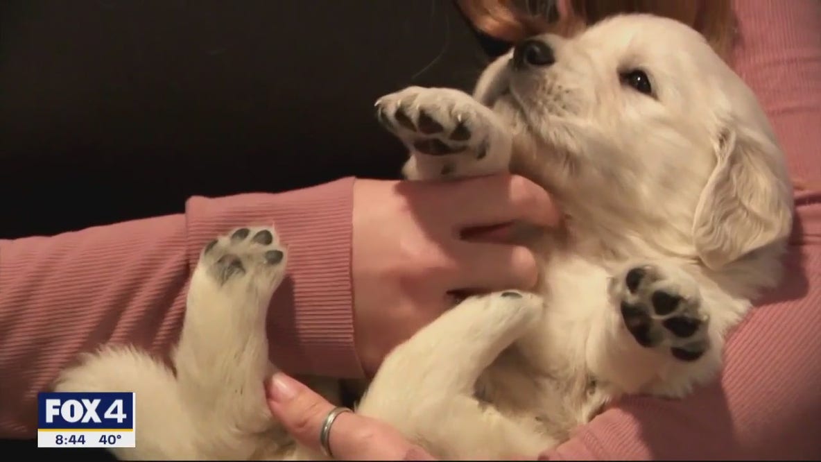 SPCA encouraging responsible holiday pet adoptions