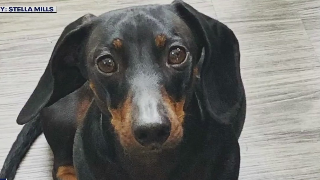 Round Rock couple uses Texas toll tag to track stolen car, dog