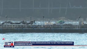 Washington won’t renew leases for Puget Sound fish farms