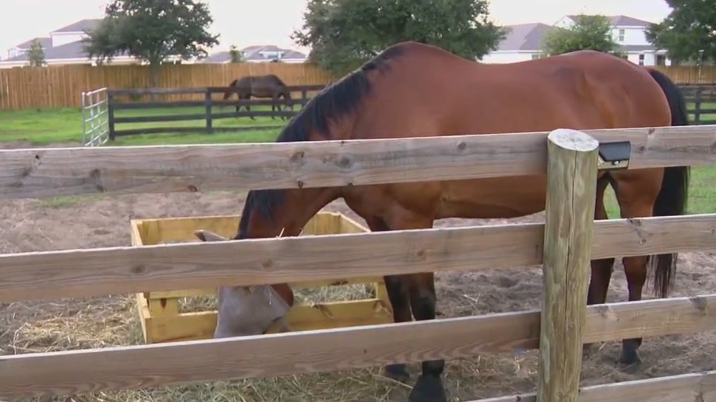Horse trainers prepare animals for Idalia