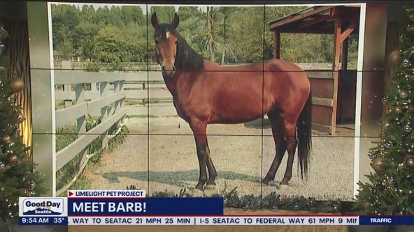 Pet of the Week: Barb