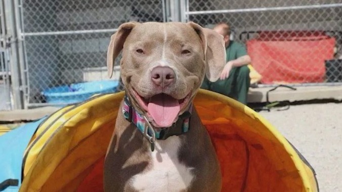 Gwinnett County's Jail Dogs Program ending after 13 years