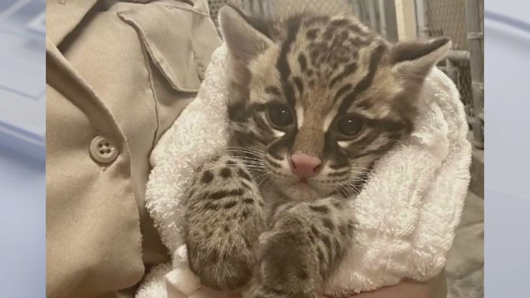 LA Zoo welcomes ocelot kitten