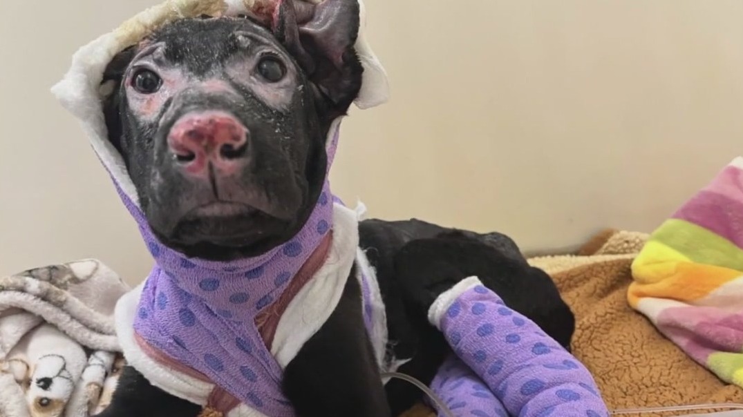 Puppy found with severe burns