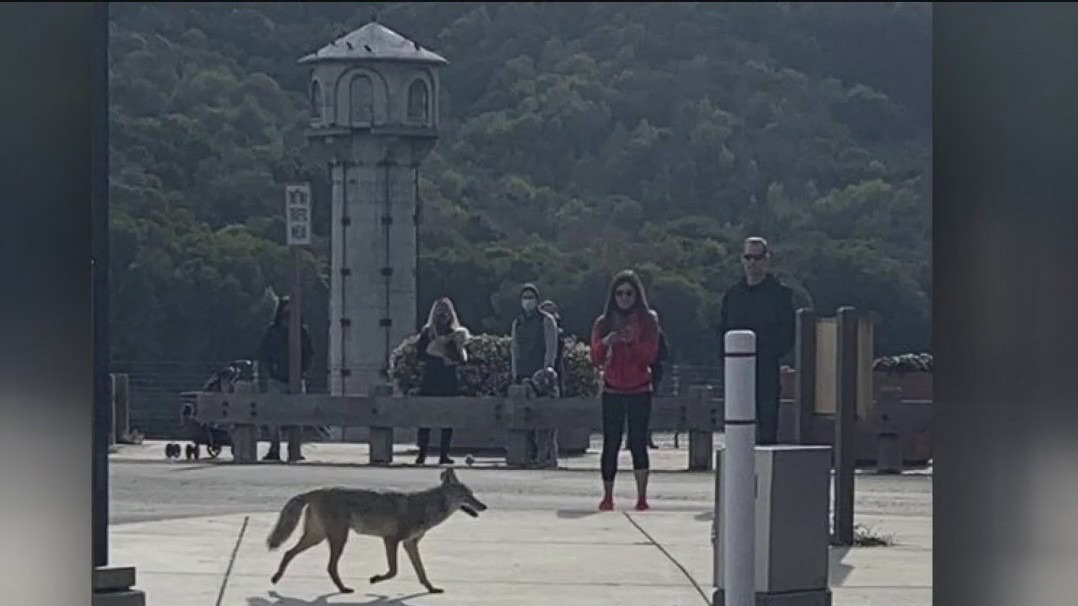 Coyote sightings prompt warnings from police