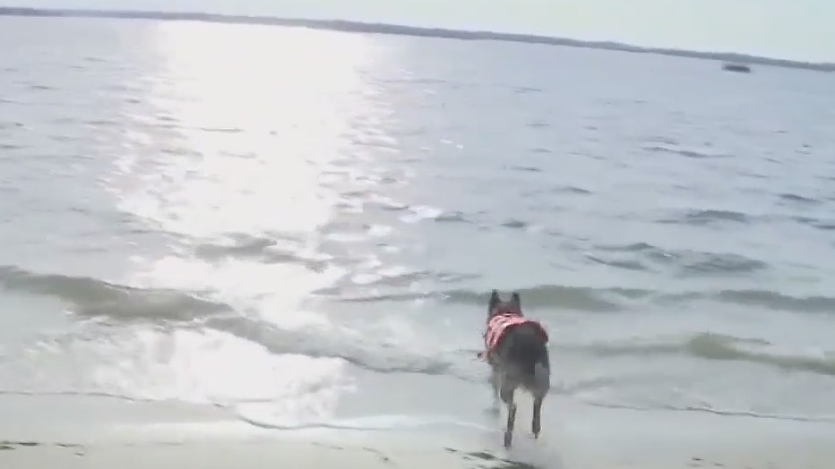 Dogs are now allowed at this Florida beach