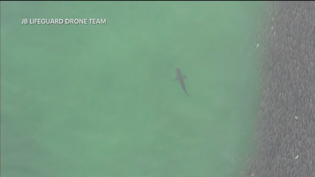 Long Island shark monitoring