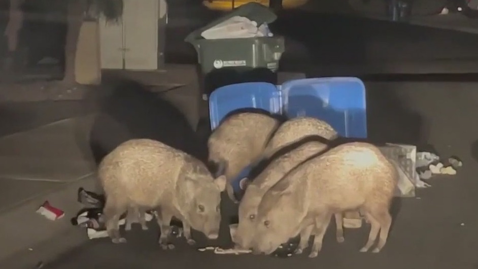 Hungry javelinas caught on camera in Ahwatukee