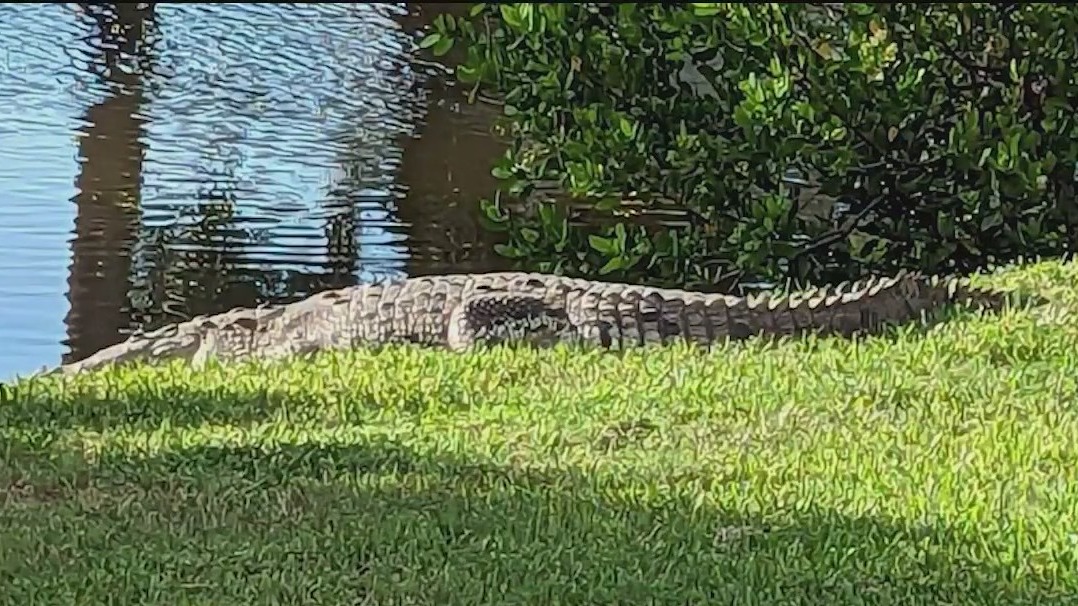 Crocodile sighting spooks neighbors