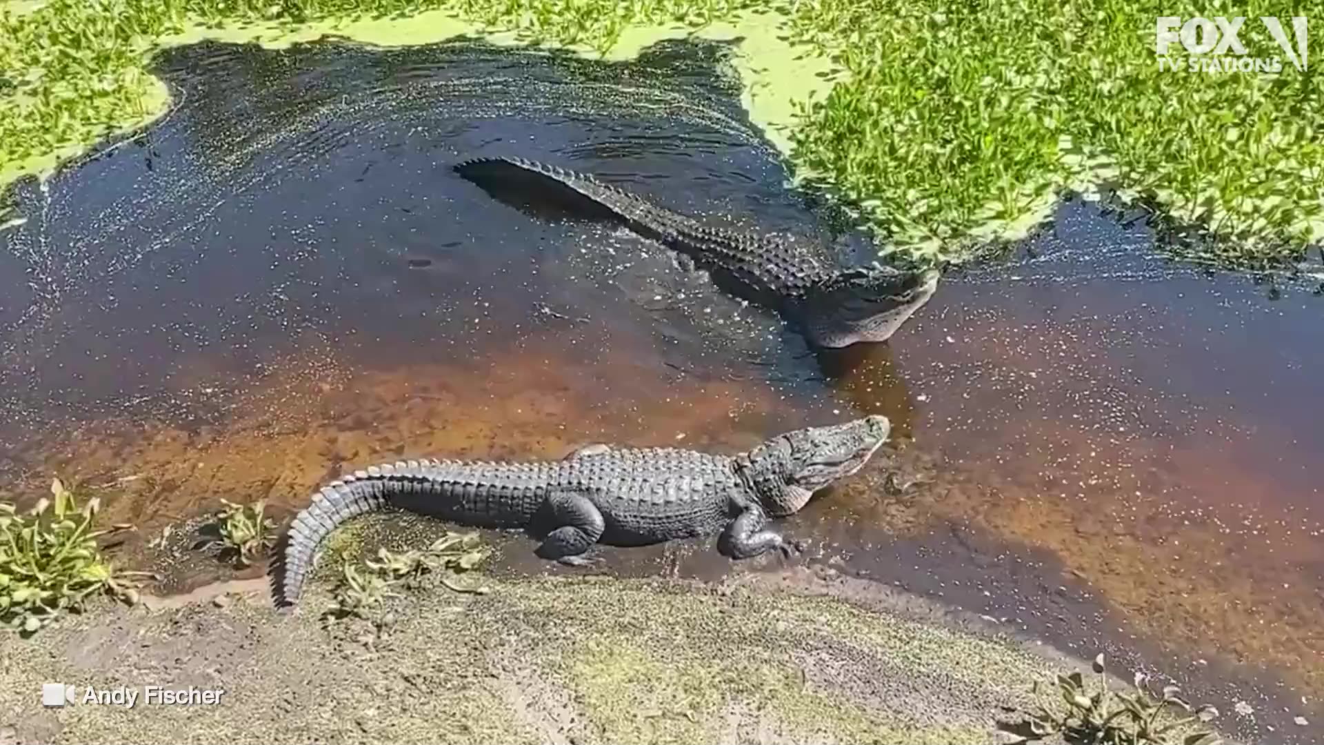 Alligator tries to charm another with mating call