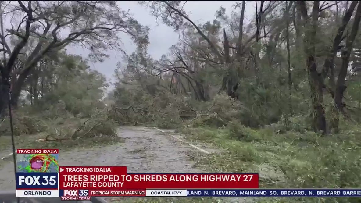 Hurricane Idalia: Trees ripped to shreds