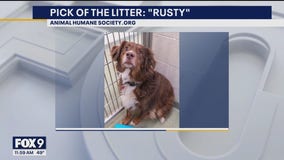 Rusty is FOX 9's pick of the litter