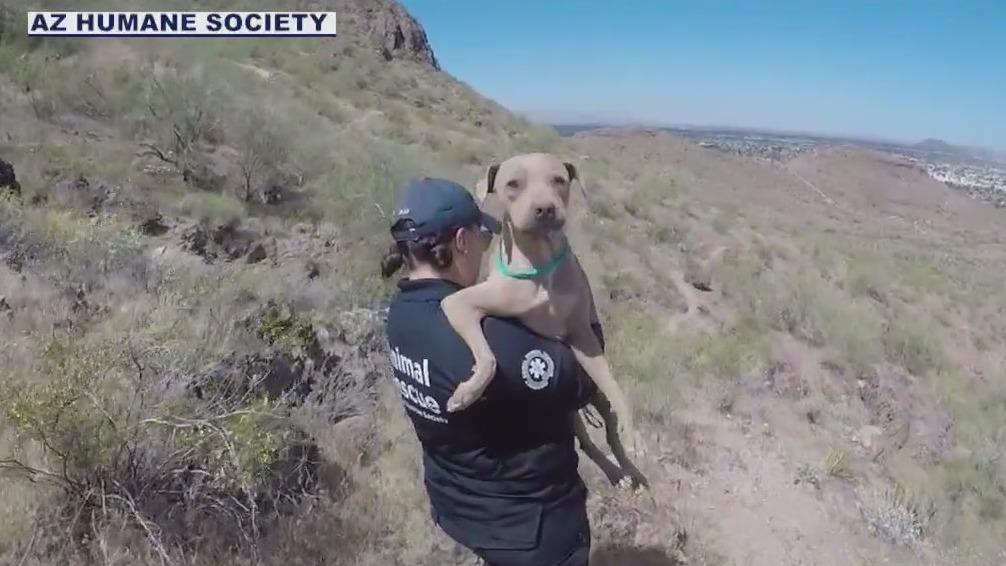 Lone dog rescued from Arizona's Lookout Mountain