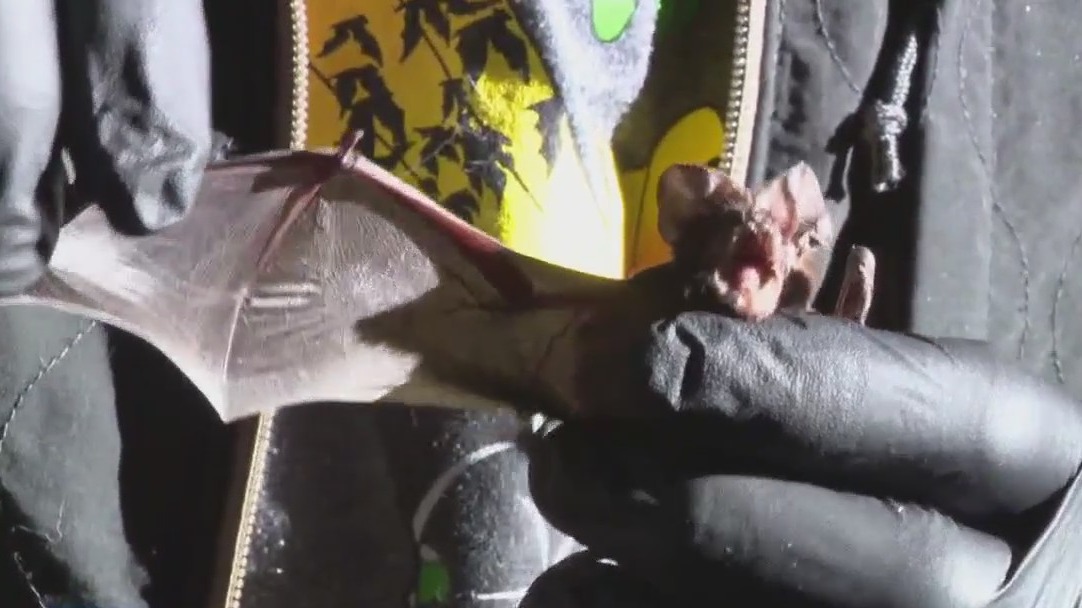 Texas bats impacted by arctic blast still being rehabilitated