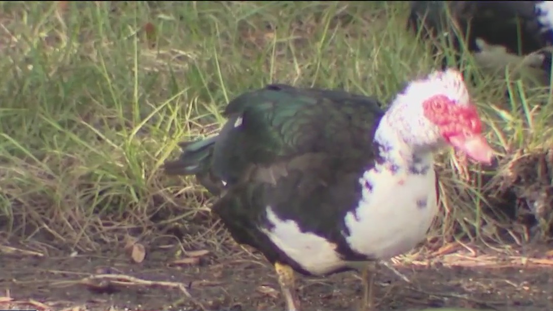Dozens of destructive ducks to be removed from this Florida neighborhood