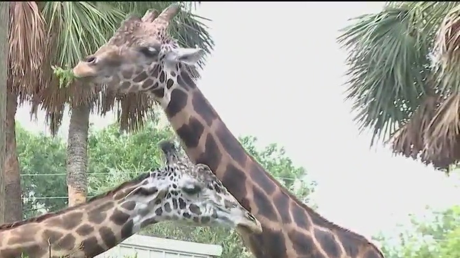 How will Hurricane Idalia impact the zoo?