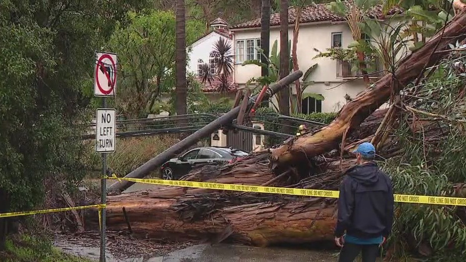 Large tree falls on power lines in Brentwood