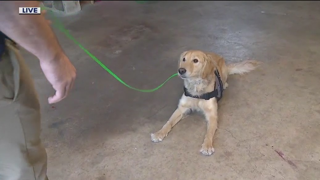 Southern Cross Service Dogs