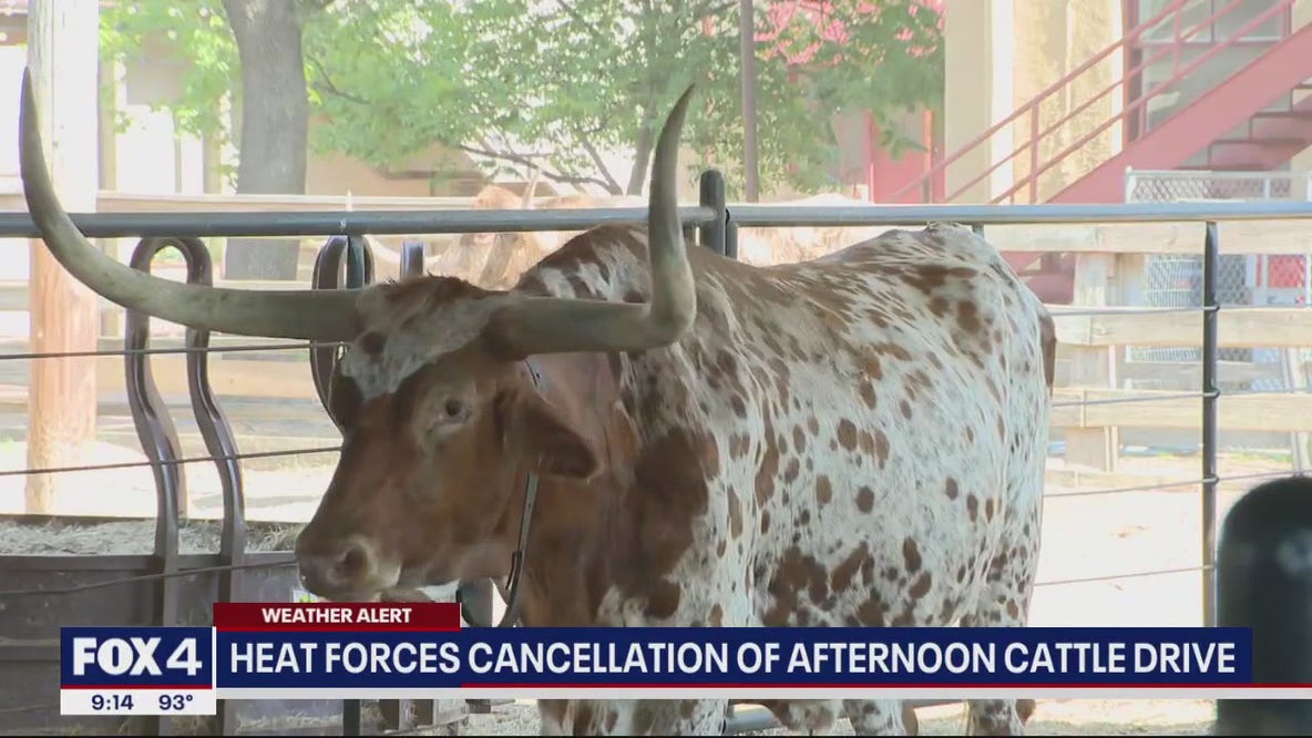 FW Stockyards cattle drive schedule affected by heat