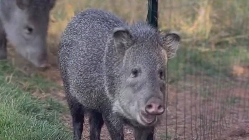 An update on the viral javelinas on a Sedona golf course